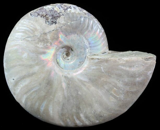 Silver Iridescent Ammonite - Madagascar #51507